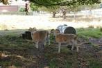 Wiltshire horn kudde te koop, Dieren en Toebehoren, Meerdere dieren, Schaap