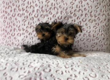 Yorkshire terrier pupS reutjes beschikbaar voor biedingen