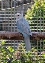 Rosella's 2025: hemelsblauw pastel ( opaline ) pop, Vrouwelijk, Parkiet, Geringd