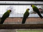 australische parkieten, Dieren en Toebehoren, Vogels | Parkieten en Papegaaien, Meerdere dieren, Parkiet, Geringd