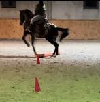 te huur, Dieren en Toebehoren, Paarden, Minder dan 160 cm, Ruin, Niet van toepassing, 11 jaar of ouder