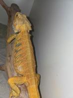 citrus hypotrans baardagaam man, Dieren en Toebehoren, Reptielen en Amfibieën, Amfibie, Tam, 3 tot 6 jaar