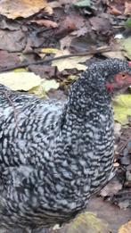 Mechelse kalkoenkop hennen en haan, Dieren en Toebehoren