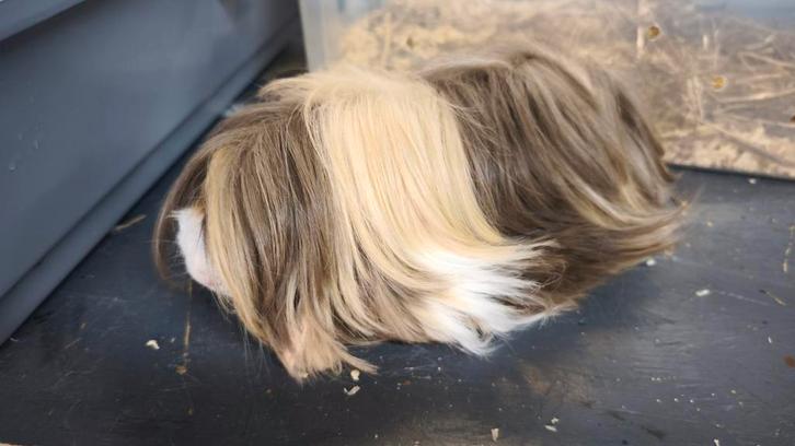 Peruaans cavia koppel, Dieren en Toebehoren, Knaagdieren, Meerdere dieren, Cavia, Juni, Tam