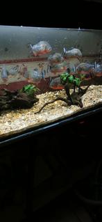 Roodbuik Piranha's +aquarium, Dieren en Toebehoren, Vissen | Aquariumvissen