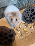 2 langharige goudhamster Syrische hamsters over. Zsm ophalen, Animaux & Accessoires, Rongeurs, Femelle, Hamster, Domestique