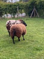 2 schapen, Dieren en Toebehoren, Schapen, Geiten en Varkens, Schaap, Vrouwelijk, 0 tot 2 jaar