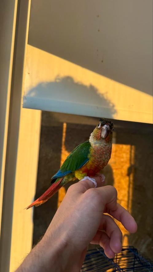 Tamme Pyrrhura – 2,5 maanden oud – net zelfstandig, Dieren en Toebehoren, Vogels | Parkieten en Papegaaien, Papegaai, Mannelijk