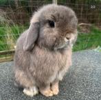 Minilop ram, Mannelijk, Dwerg, Hangoor, 3 tot 5 jaar