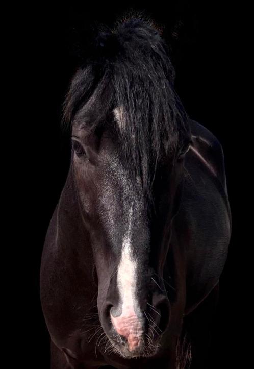 Opzoek naar een 3 in 1? STOER ,KNAP, LIEF, dan is dit hem!, Dieren en Toebehoren, Paarden, Ruin, M, Ingeënt