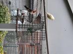 Vogels, Dieren en Toebehoren, Vogels | Parkieten en Papegaaien, Mannelijk, Geringd