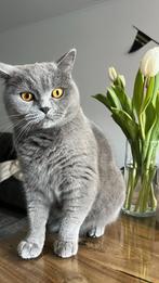 Britse kortehaar, Dieren en Toebehoren, Katten en Kittens | Raskatten | Korthaar, Poes, Gechipt, 3 tot 5 jaar