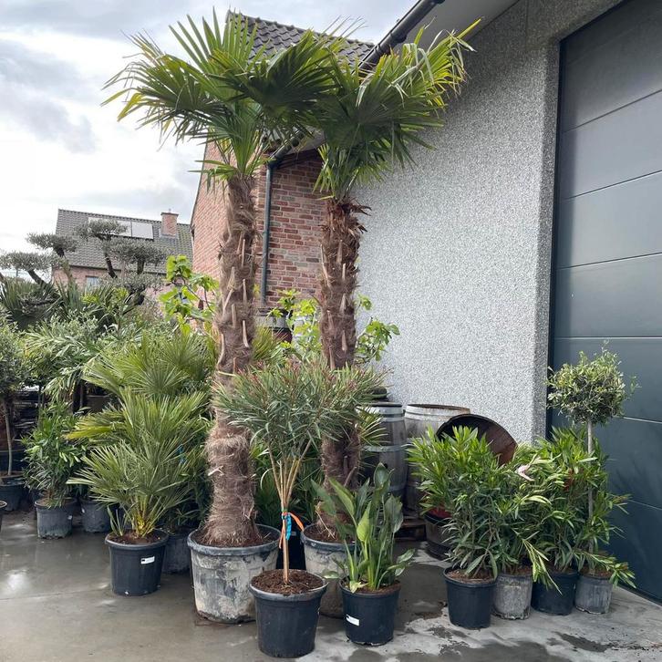 ‼️Palmbomen trachycarpus fortunei aan promoprijzen‼️, Tuin en Terras, Planten | Bomen, Ophalen