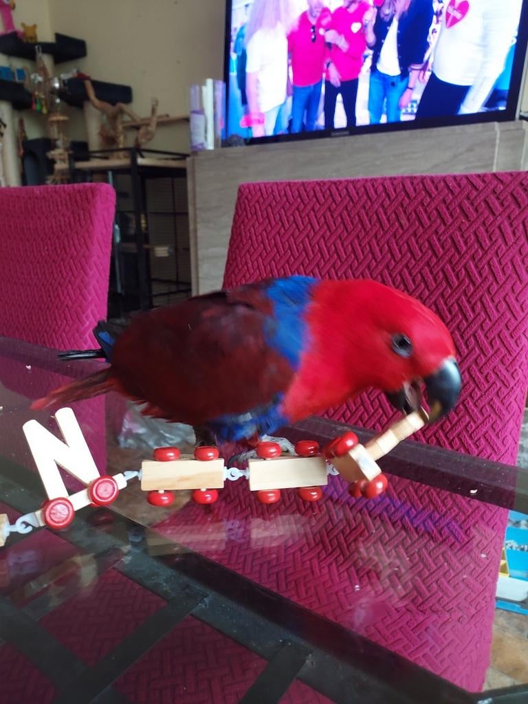 A vendre éclectus  super apprivoiser., Animaux & Accessoires, Oiseaux | Perruches & Perroquets