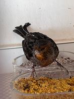 Kanarie, Animaux & Accessoires, Oiseaux | Oiseaux Autre, Plusieurs animaux, Oiseau tropical, Bagué