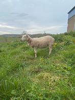 Schaap, Dieren en Toebehoren, Schaap