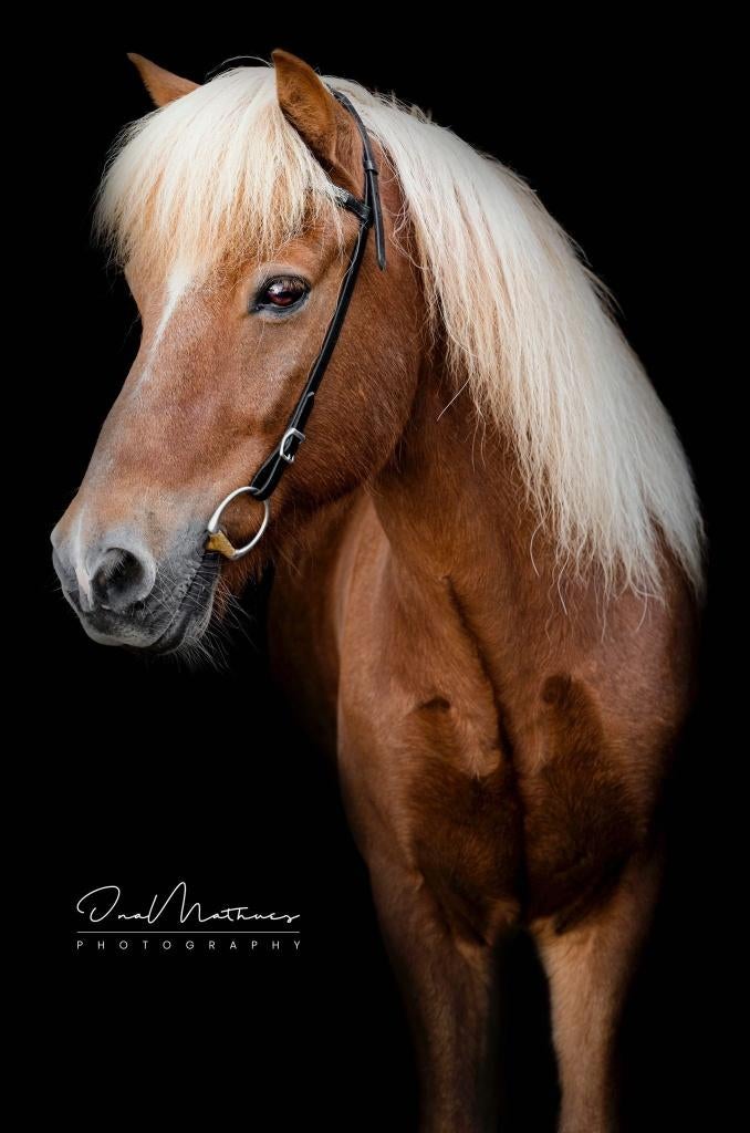 Ijslands paard, Animaux & Accessoires, Chevaux, Hongre, Débourré, Moins de 160 cm, 11 ans ou plus, Cheval de récréation, Avec pedigree