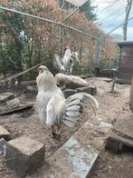 Hanen te koop: Araucana, Mâle, Poule ou poulet