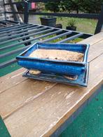1 bonsai pot met schotel, Jardin & Terrasse, Pots de fleurs, Enlèvement