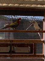 Koppels rosella, Animaux & Accessoires, Oiseaux | Perruches & Perroquets