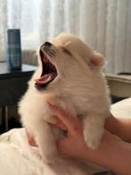 Puppy pomerian, Dieren en Toebehoren, Ophalen of Verzenden