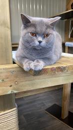 Britse korthaar, Dieren en Toebehoren, Katten en Kittens | Raskatten | Korthaar, Poes, Met stamboom, 3 tot 5 jaar