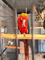 Ara Camelot male, Animaux & Accessoires, Oiseaux | Perruches & Perroquets