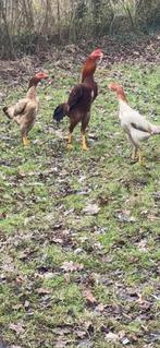 Shampoing trio O de super qualité. Jeunes coqs et poules