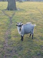 Dwerggeitjes, Dieren en Toebehoren, Mannelijk, Geit, 0 tot 2 jaar