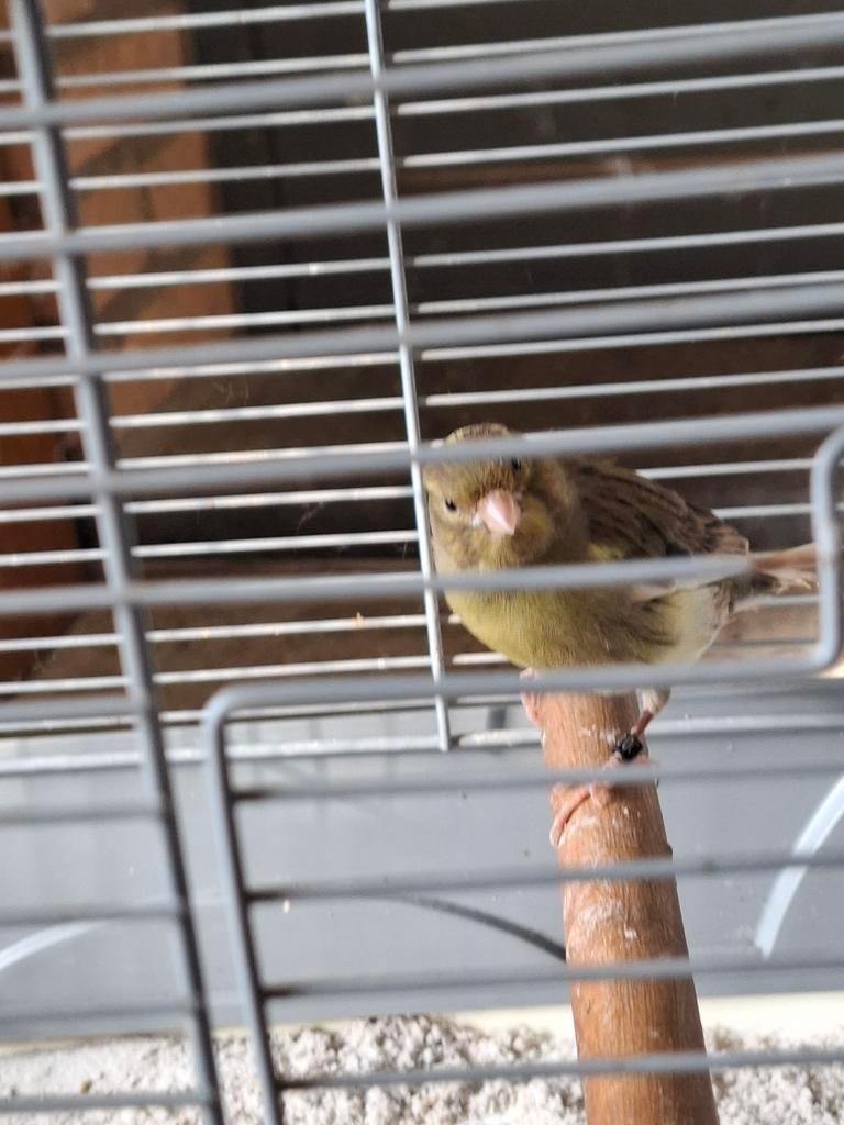 Kanarie man, Dieren en Toebehoren, Vogels | Kanaries