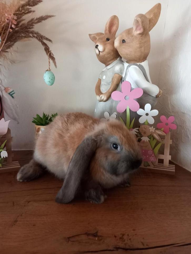 Franse hangoor voedster, Animaux & Accessoires, Lapins, Femelle, Oreilles tombantes