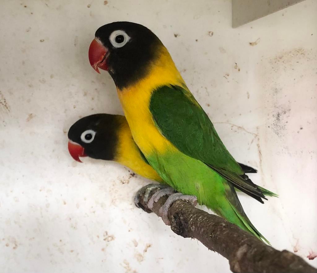 Agapornis personata wildkleur, Dieren en Toebehoren, Vogels | Parkieten en Papegaaien, Meerdere dieren, Dwergpapegaai of Agapornis