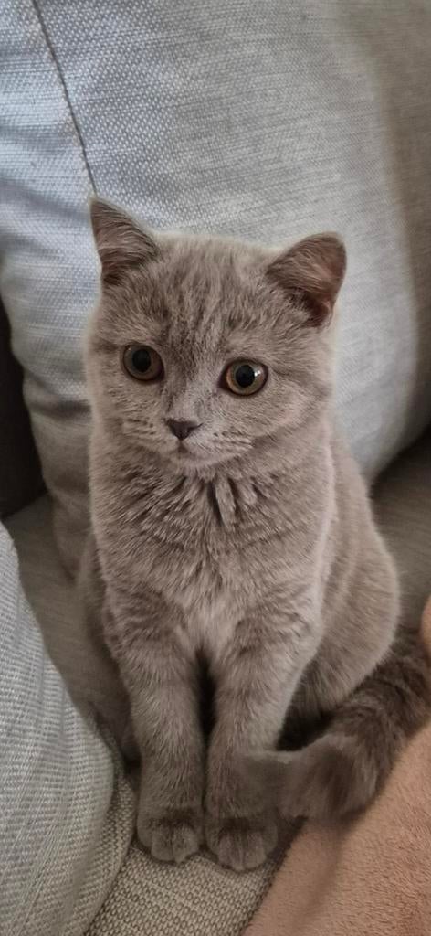 Poes grijs beige gemengd kleur 6 half maand oud korte britsh, Animaux & Accessoires, Bacs à litière, Enlèvement