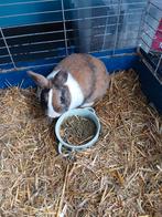 Dwergkonijn, Meerdere dieren, Dwerg, 0 tot 2 jaar