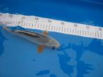japanse koi, Dieren en Toebehoren, Karper of Koi