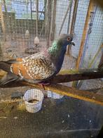 Zware duiven, Dieren en Toebehoren, Meerdere dieren, Overige soorten