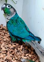 Mâle pyrrhura turquoise violet, Animaux & Accessoires, Oiseaux | Perruches & Perroquets, Mâle, Bagué