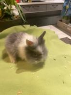 Superbes lapins nains (têtes de lion), Animaux & Accessoires, Plusieurs animaux, Nain, 0 à 2 ans