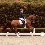 Zadelmak maken, aanrijden van jonge paarden, of op niveau, Dieren en Toebehoren