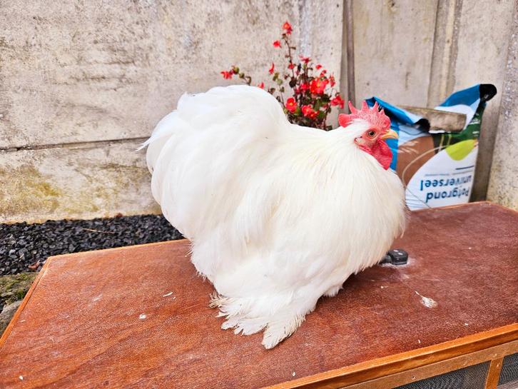 Prachtige Cochin kriel haanjes , handtam en topkwaliteit, Dieren en Toebehoren, Pluimvee, Kip, Meerdere dieren