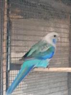 Kwman Blauwpastel/ zwart rosella, Parkiet, Geringd