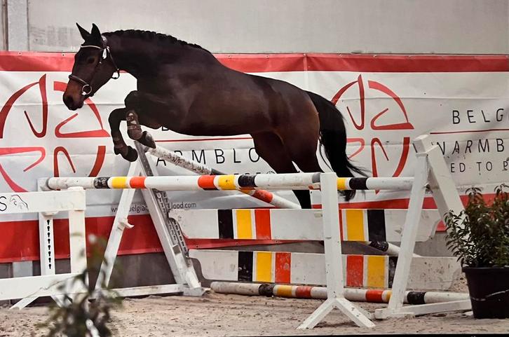 6 jarige merrie, Animaux & Accessoires, Chevaux, Jument