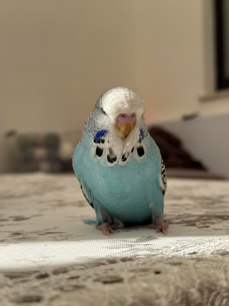 Tame engelse parkieten, Dieren en Toebehoren, Geslacht onbekend, Parkiet, Tam