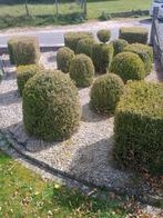 Gratis buxus, Ophalen, Buxus