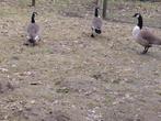 Canadese gans, Animaux & Accessoires, Volatiles