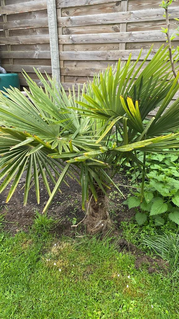 Palmboom, Jardin & Terrasse, Plantes | Jardin, Enlèvement