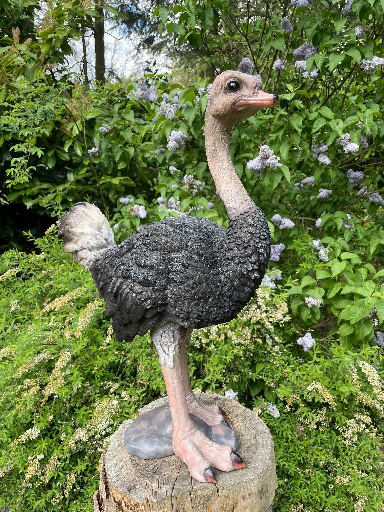 Beeld Struisvogel, gazon, tuin, vijver, dierentuin 70cm, Ophalen, Nieuw, Kunststof, Dierenbeeld