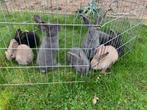 Duitse reuzen raszuivere konijnen, Dieren en Toebehoren, Konijnen