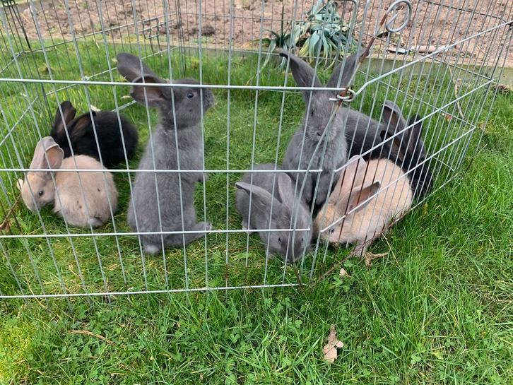 Duitse reuzen raszuivere konijnen, Dieren en Toebehoren, Konijnen