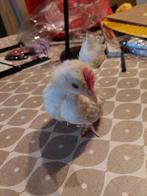 Jonge serama haantjes